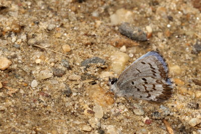 Spring Azure, form marginata