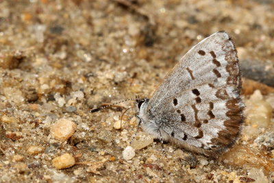 Spring Azure, form marginata