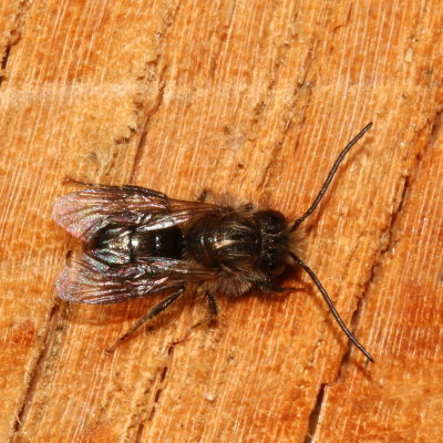 Osmia cornifrons or taurus