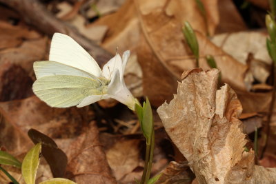 Cabbage White