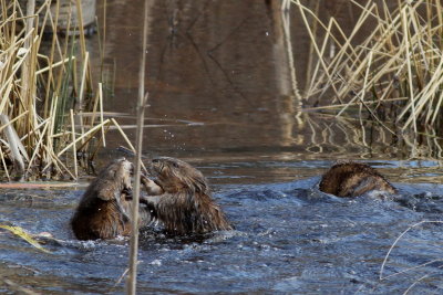 Common Muskrat