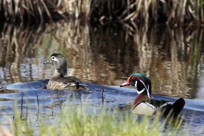 Wood Duck ♂ &  ♀
