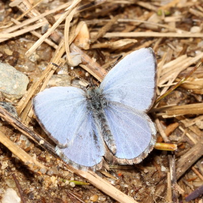 Spring Azure