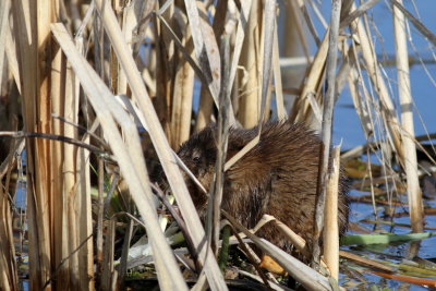 Common Muskrat