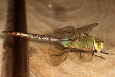 Common Green Darner