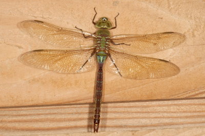 Common Green Darner