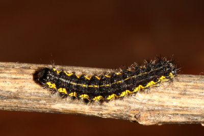The Neighbor Moth