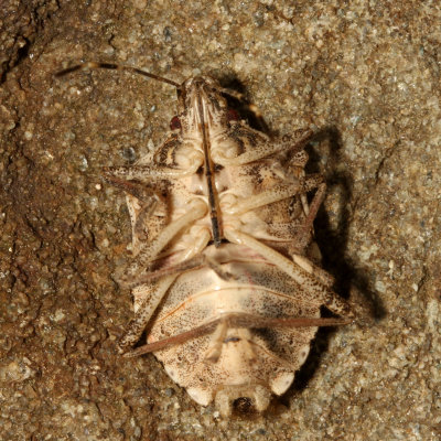 Halyomorpha halys