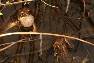 American Toads