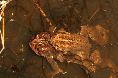 American Toads & eggs