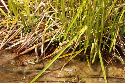 Green Frog
