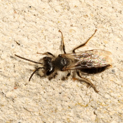 Andrena Subgenus Melandrena