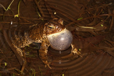 American Toad