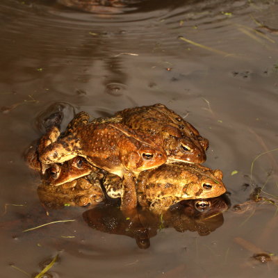 American Toads