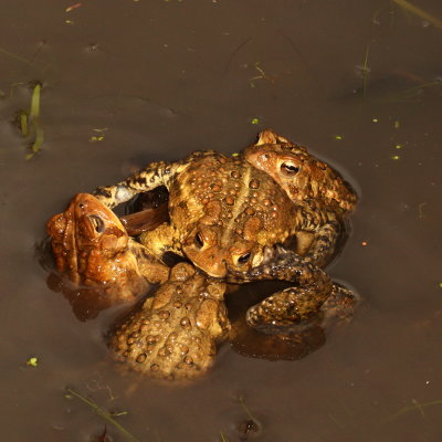 American Toads