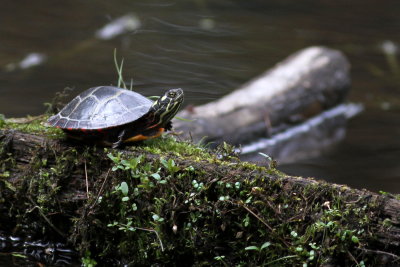 Young Painted Turtle