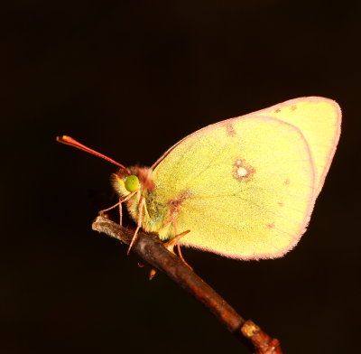 Clouded Sulphur