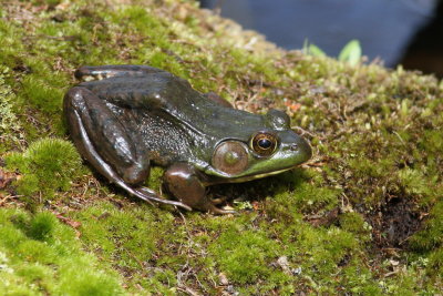 Green Frog ♂