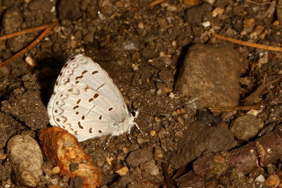 Spring Azure, form violacea