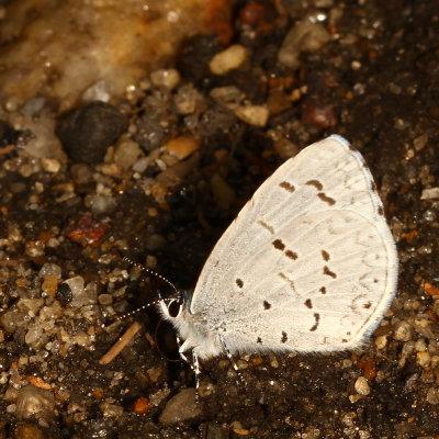 Spring Azure, form violacea