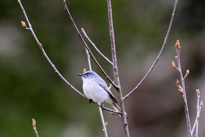 Blue-gray Gnatcatcher 