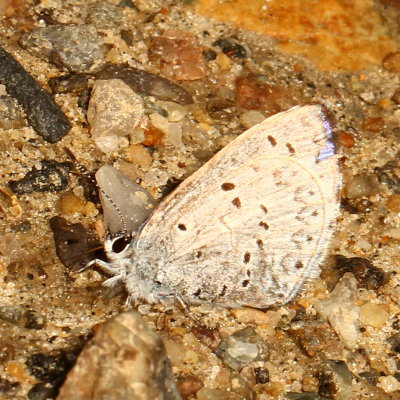 Spring Azure, form violacea