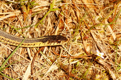 Eastern Garter Snake