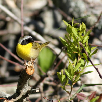 Common Yellowthroat  ♂