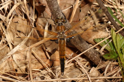 Four-spotted Skimmer ♂