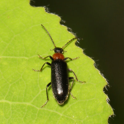 Genus Pedilus