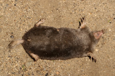 Hairy-tailed Mole