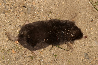 Hairy-tailed Mole