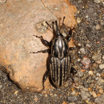 Sphenophorus australis