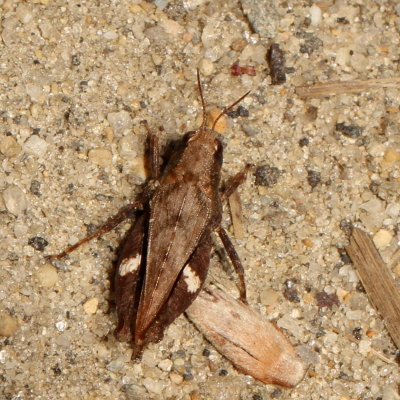 Tettigidea lateralis : Black-sided Pygmy Grasshopper
