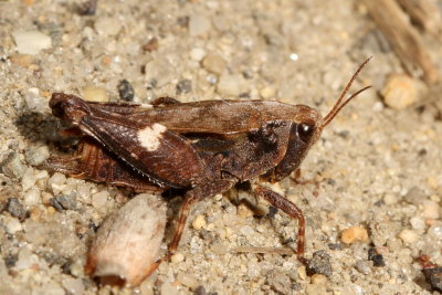 Tettigidea lateralis : Black-sided Pygmy Grasshopper