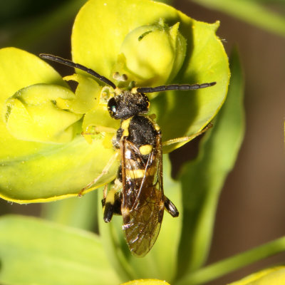 Macrophya bifasciata