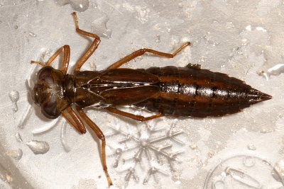 Aeshnidae naiad