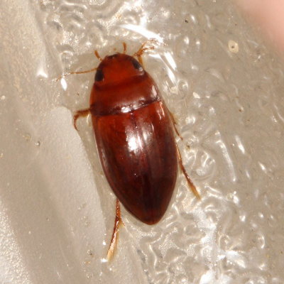 Matus bicarinatus or Matus bicarinatus