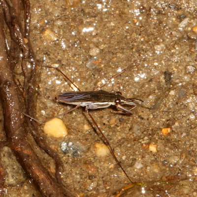 Subfamily Gerrinae