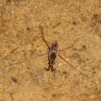 Genus Gerris