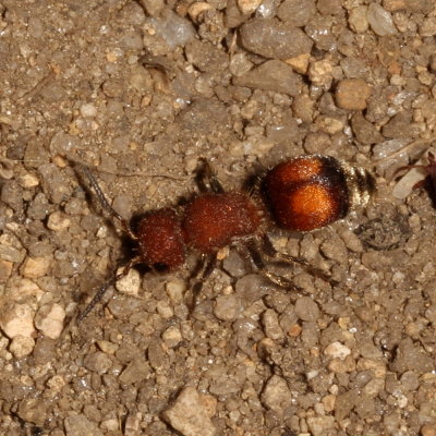 Pseudomethoca simillima