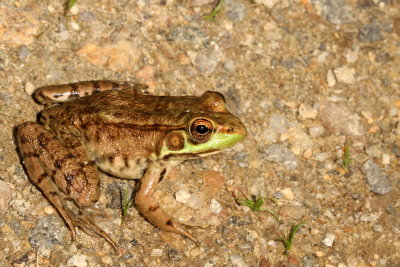 Green Frog ♀