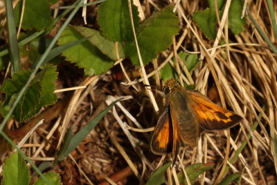Indian Skipper ♂