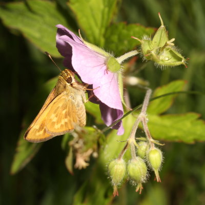 Indian Skipper