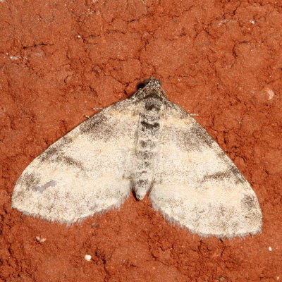 Hodges#7640 * Powdered Bigwing *Lobophora nivigerata