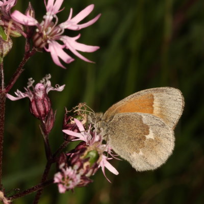 Common Ringlet