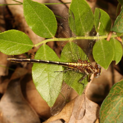 Lancet Clubtail 