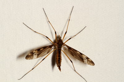Tipula fuliginosa ♀ : Sooty Crane Fly