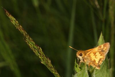 Peck's Skipper