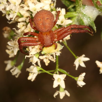 Genus Xysticus